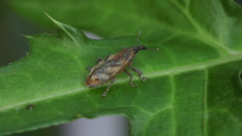 Brown Weevil (Lixus acutipennis)