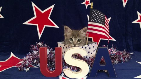 4K HD video of Patriotic tabby kitten, blue background with red stars outlined in white, kitten sitting in red and white stripped box tinsel with red white blue U.S.A. blocks in front of him her