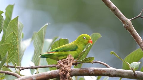 Vernal Hanging Parrot eating Guava fruit