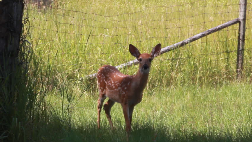 Fawn deer inside a fence in a grassy area. Shot in Montana