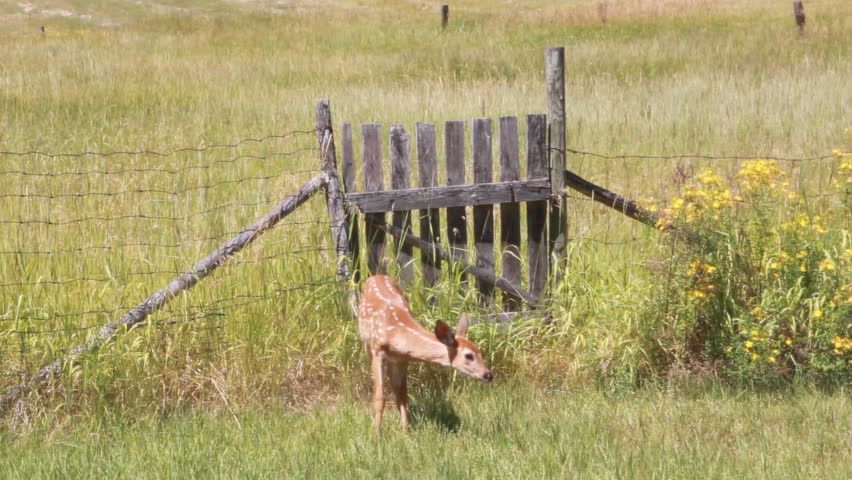Fawn deer inside a fence in a grassy area. Shot in Montana
