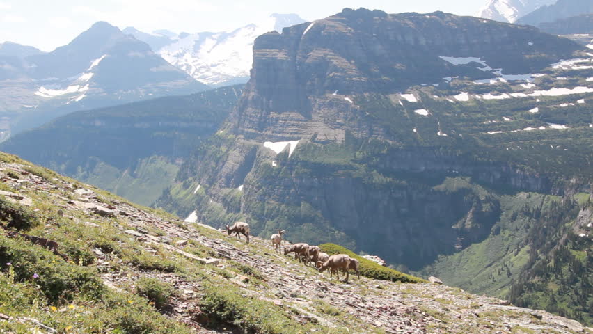 Big horn sheep on the side of a mountain feeding in Glacier National Park