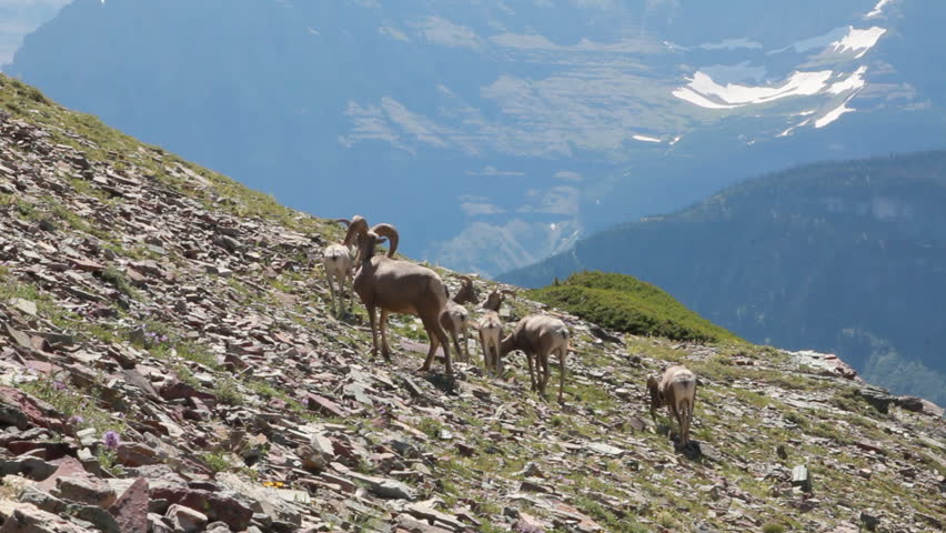 Big horn sheep on the side of a mountain feeding in Glacier National Park