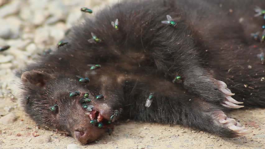 Wolverine dead with flies and maggots