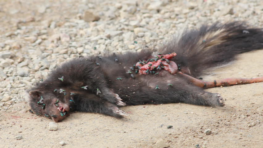 Wolverine dead with flies and maggots