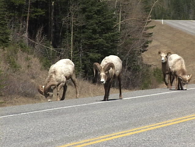Rocky Mountain Big Horn Sheep on road