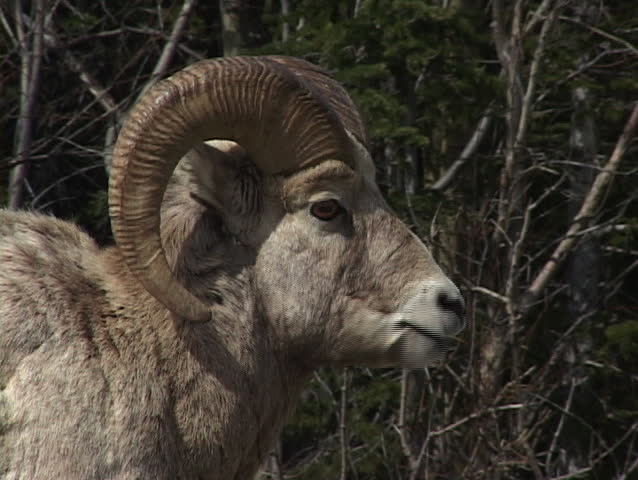 Close up of Rocky Mountain Big Horn Sheep