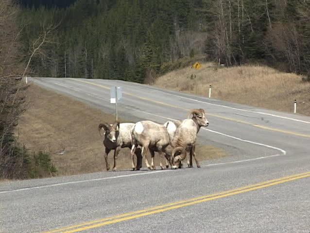 Rocky Mountain Big Horn Sheep on road