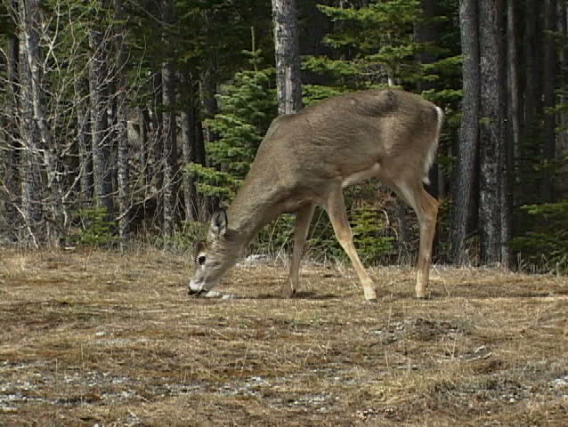 White Tail Deer at edge of forest