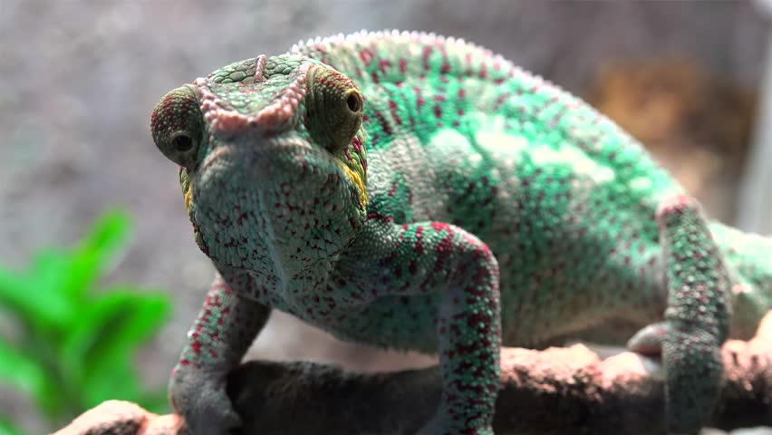 Madagascar Chameleon closeup. Royalty-Free Stock Footage #17238337