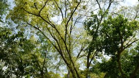  leaves falling form big tree because of the wind with blue sky background ,symbolic of peacehful, parfect nature Full HD 25 FPS High bitrate Down scale from 4k - Powered by Shutterstock - Get 15% off with code: PIKWIZARD15