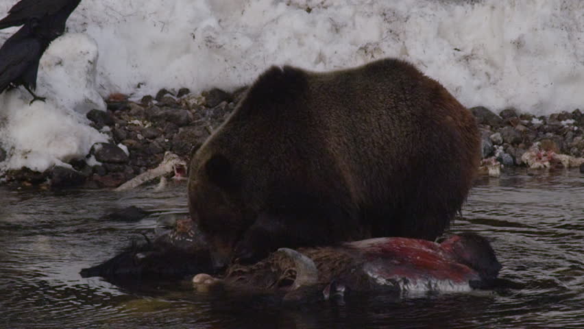 Slow motion grizzly digs at submerged bison head in river - A013 C150 0503NX 001 A