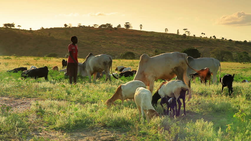 KENYA, AFRICA - CIRCA 2011: Two boys herding goats and cows.