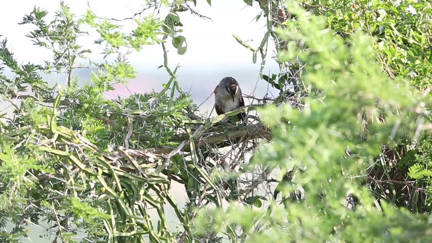 White-browed coucal (Centropus superciliosus) in Queen Elizabeth National Park,Uganda