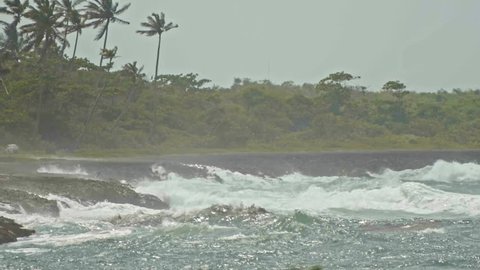 The pelican over extreme wave crushing coast, caribbean sea