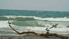 Pelican landed to flock of pelicans, slow motion. Caribbean sea. Dominican Republick.