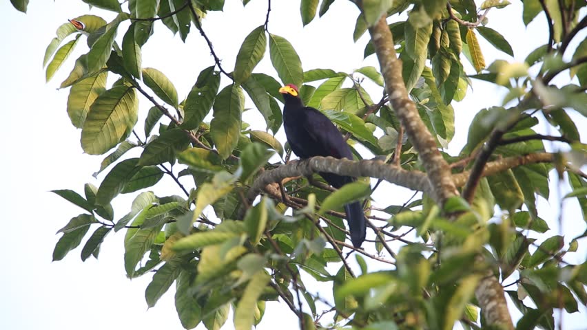 Rosss Turaco (musophaga Rossae) in Stock Footage Video (100 Royalty