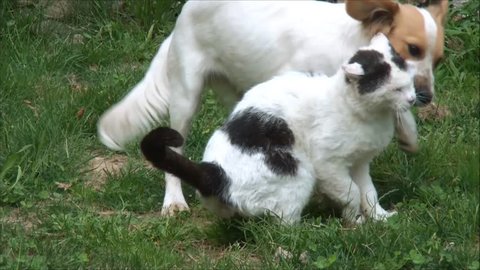 cat and dog playing in the grass