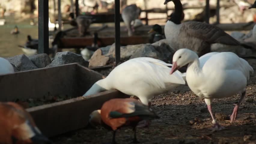 Animal Nursery in Askaniya, Ukraine