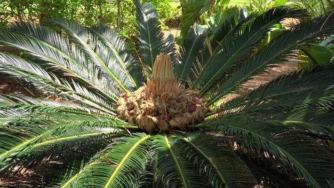 King Sago Palm (Cycas revoluta) with female seeds cone. Bermuda