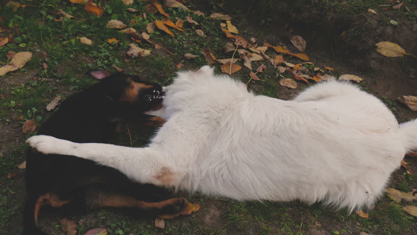 White Sharplaninatz and German terrier playing 02