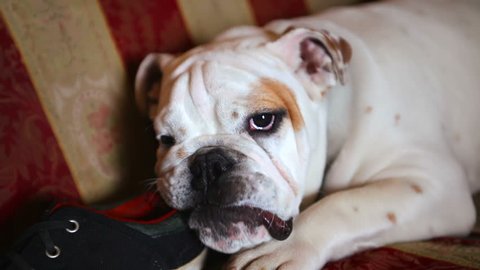 Cat And A Dog Are Video De Stock 100 Libre De Droit Shutterstock Cat And A Dog Are Video De Stock 100 Libre De Droit Shutterstock