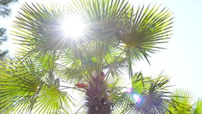 Sun is shining through the palm leaves. Palm tree leaves. Palm tree branch