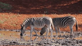 Plains (Burchells) Zebras (Equus burchelli) drinking water, Mokala National Park, South Africa