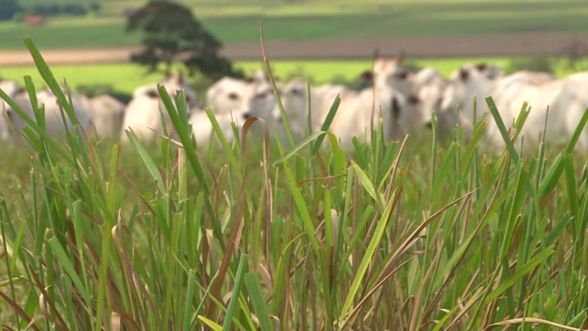 Nelore cattle in Brazil - changing focus from pasture to cows and vice versa, open Royalty-Free Stock Footage #17259004