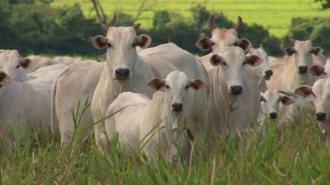 Nelore cattle in Brazil - calve and cow faces the camera with attention