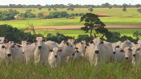 Nelore cattle in Brazil - calves and cows faces the camera with curiosity, a crop behind
