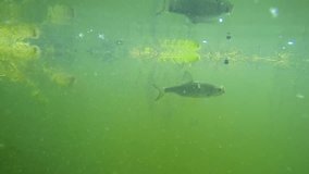Catch of fish. Common Roach on the hook. Underwater video from fresh water lake. Outdoor sports and leisure. Animals in nature.