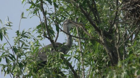 Grey Heron On Tree