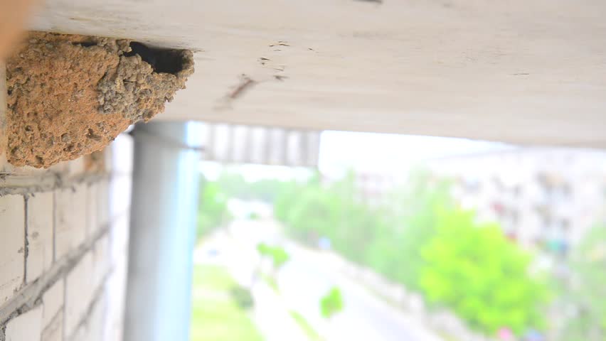One swallow sits in the nest and looks out. The second swallow caught the paws of the edge of the nest and tweeting chases the third swallow, which flies nearby. Then she climbs into the nest and sits