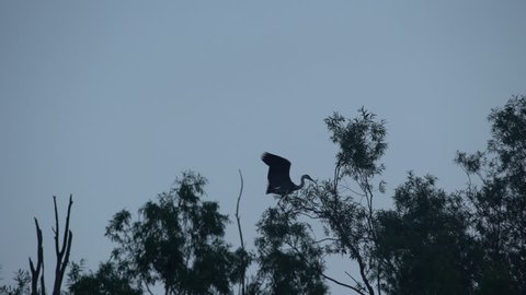 Grey Heron On Tree Branch