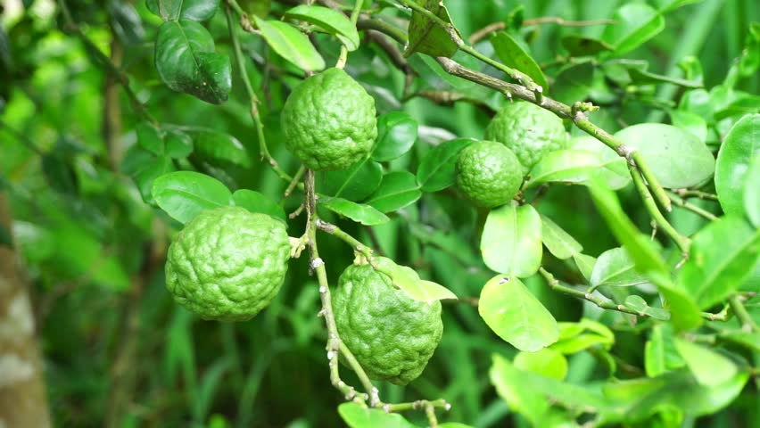 Bergamot Tree And Green Leaves Stock Footage Video 100 Royalty