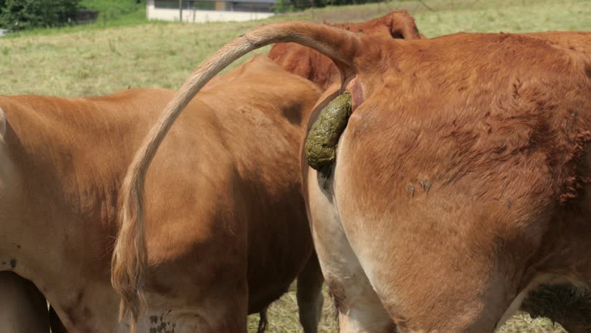 Close Cows Poops On Meadow Stok Videosu (%100 Telifsiz) 17267791 Shuttersto...