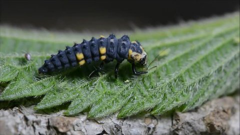 Harlequin ladybird (Harmonia axyridis) larva eating aphid. Predatory beetle larva in family Coccinellidae feeding on greenfly