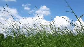 Grasses Field