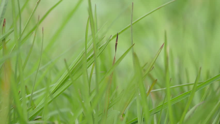 new fresh green garden grass flapping Stok Videosu (%100 Telifsiz) 795289 S...