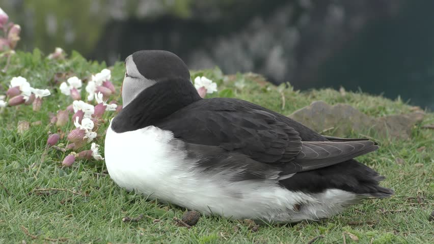 An Atlantic puffin shakes its head and puts its beak into its feathers to rest