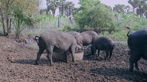 Drift of wild pigs eating out of a trough and wading in the mud