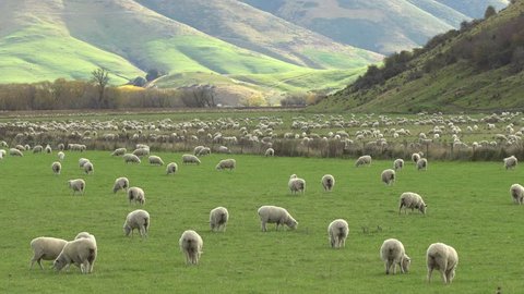 Flock of sheep grazing on a field of farmland in South Island, New Zealand.