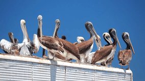 Pelicans chilling on the roof