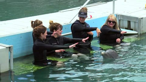 BERMUDA, - APRIL 29:
Tourists play with bottlenose dolphins (Tursiops truncatus) at Dolphin Quest attraction. 
April 29, 2016 in Royal Naval Dockyard, Bermuda