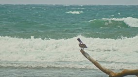 Pelican sitting alone on a log at caribbean sea. Dominican Republick.