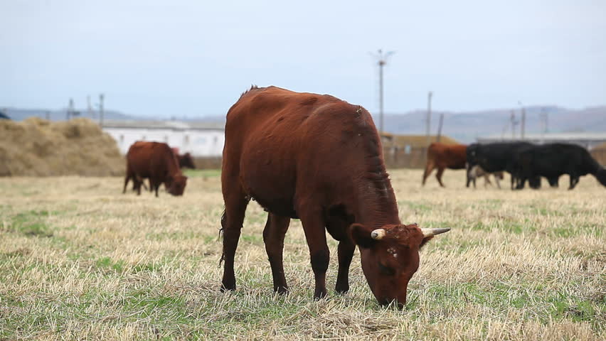 Cows graze on a dairy farm 