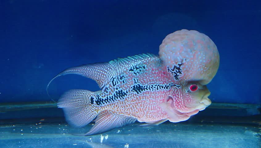 flowerhorn big head