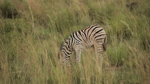 Baby Zebra Eating in the Plains of South Africa.
