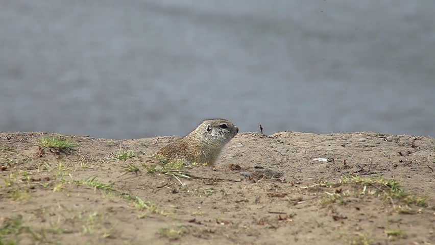 Gopher looking for food